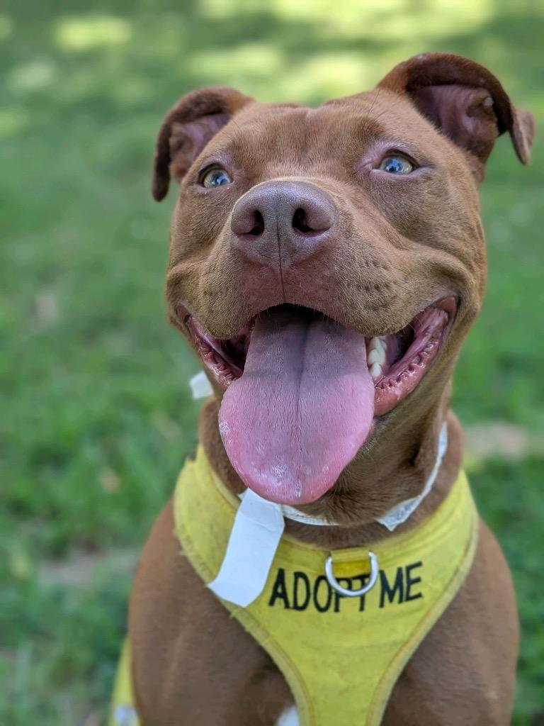 Ginger, a Adoptable American Staffordshire Terrier in Tulsa, OK image 5/6