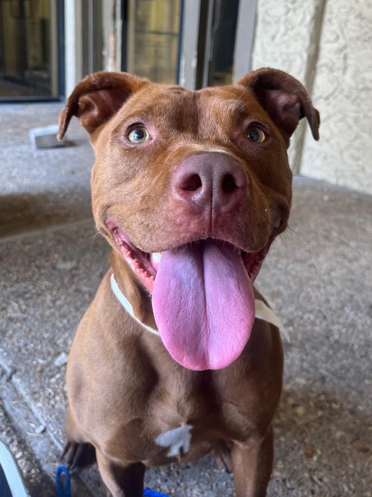Ginger, a Adoptable American Staffordshire Terrier in Tulsa, OK image 5/6