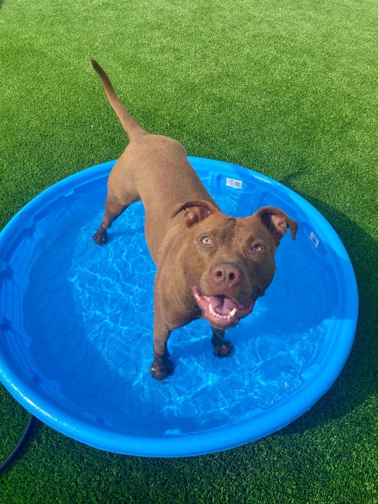 Enlarge Ginger, a Adoptable American Staffordshire Terrier in Tulsa, OK image 6/6