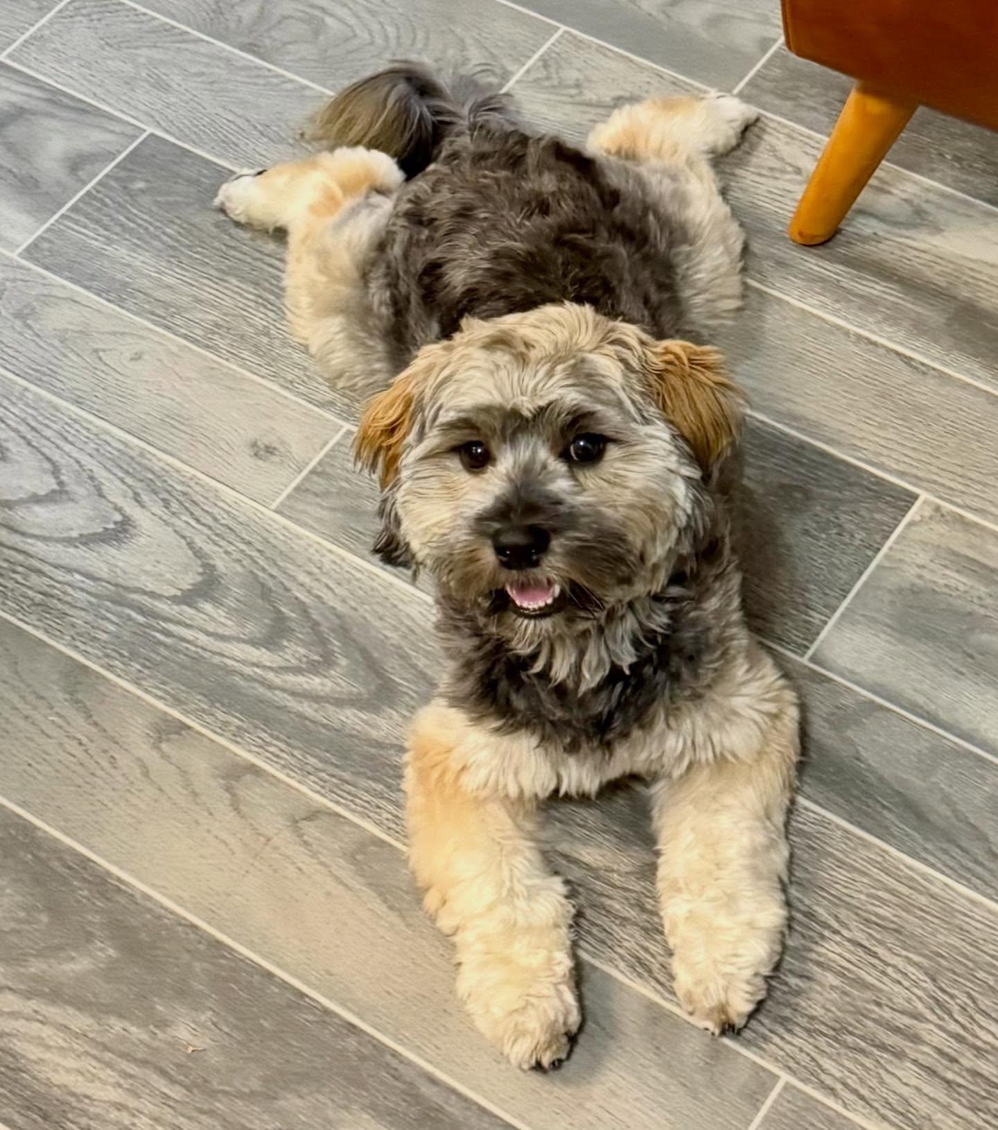 Enlarge Max, a Adopted Yorkie Poo in Raleigh, NC image 1/5