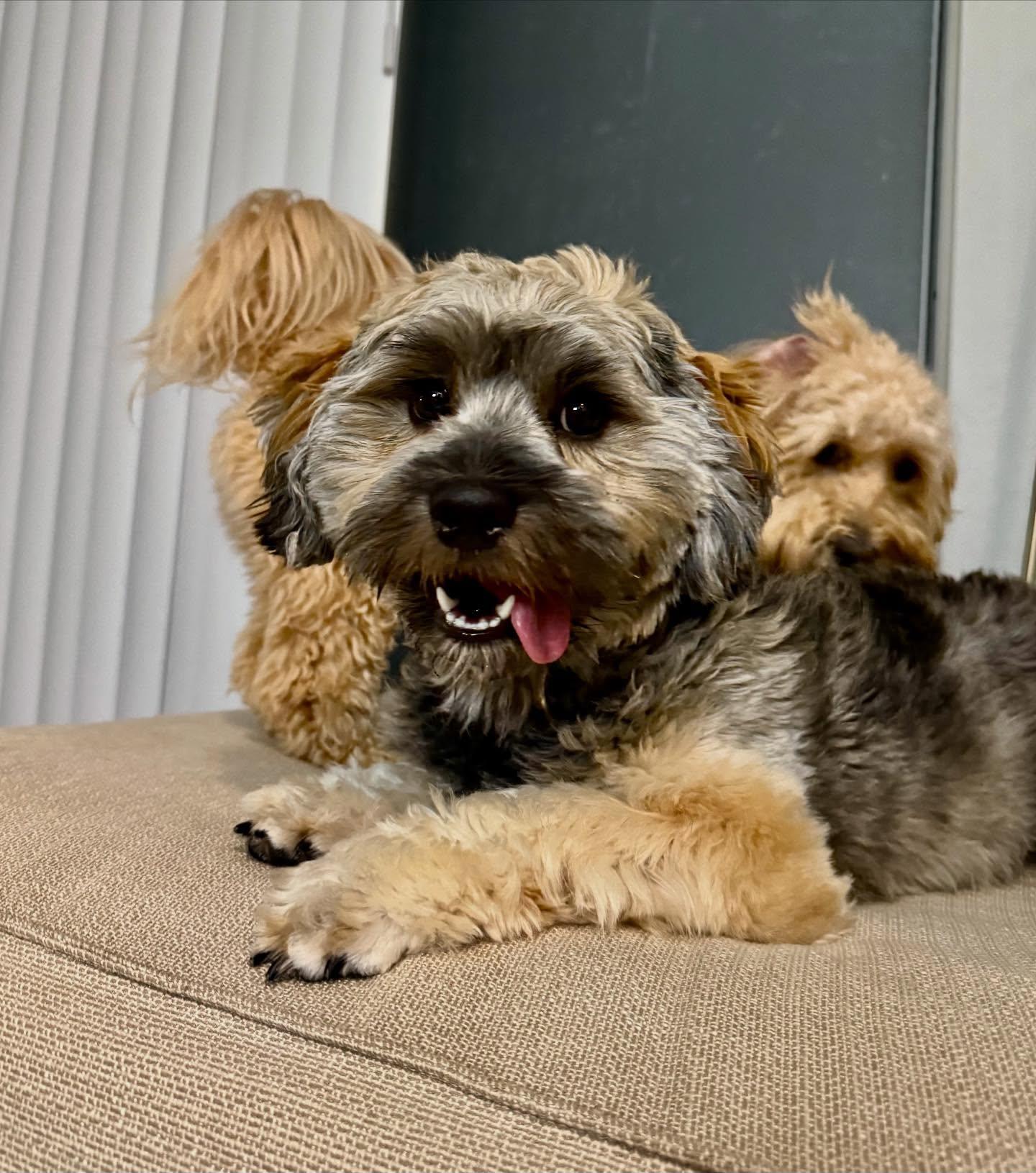 Enlarge Max, a Adopted Yorkie Poo in Raleigh, NC image 2/5