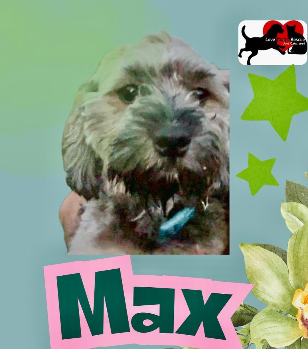 Enlarge Max, a Adopted Yorkie Poo in Raleigh, NC image 4/5