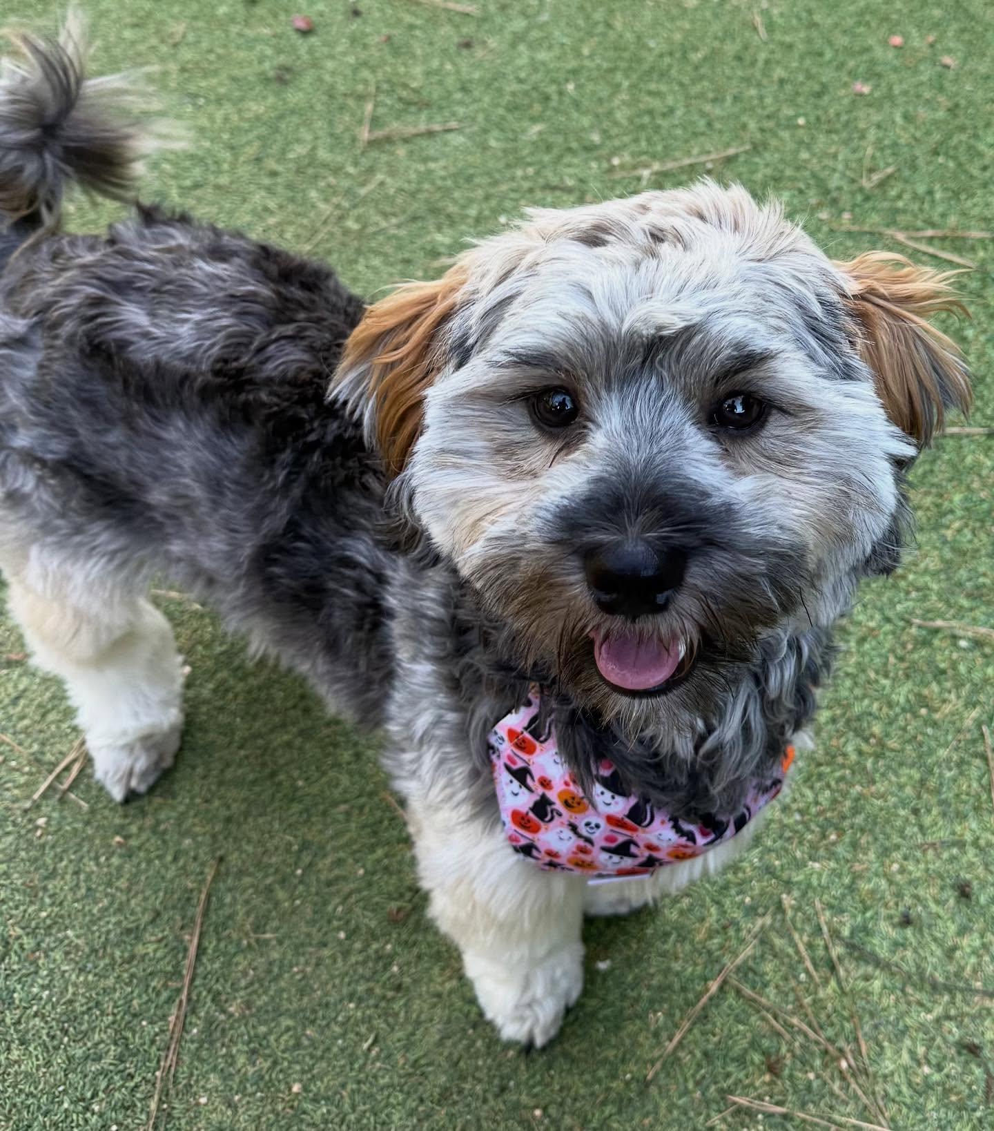 Enlarge Max, a Adopted Yorkie Poo in Raleigh, NC image 5/5