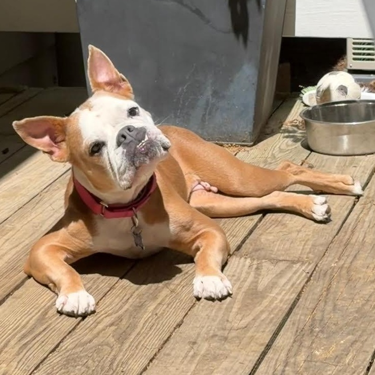 Beefaroni, a Adoptable mixed breed in Midlothian, VA image 5/6