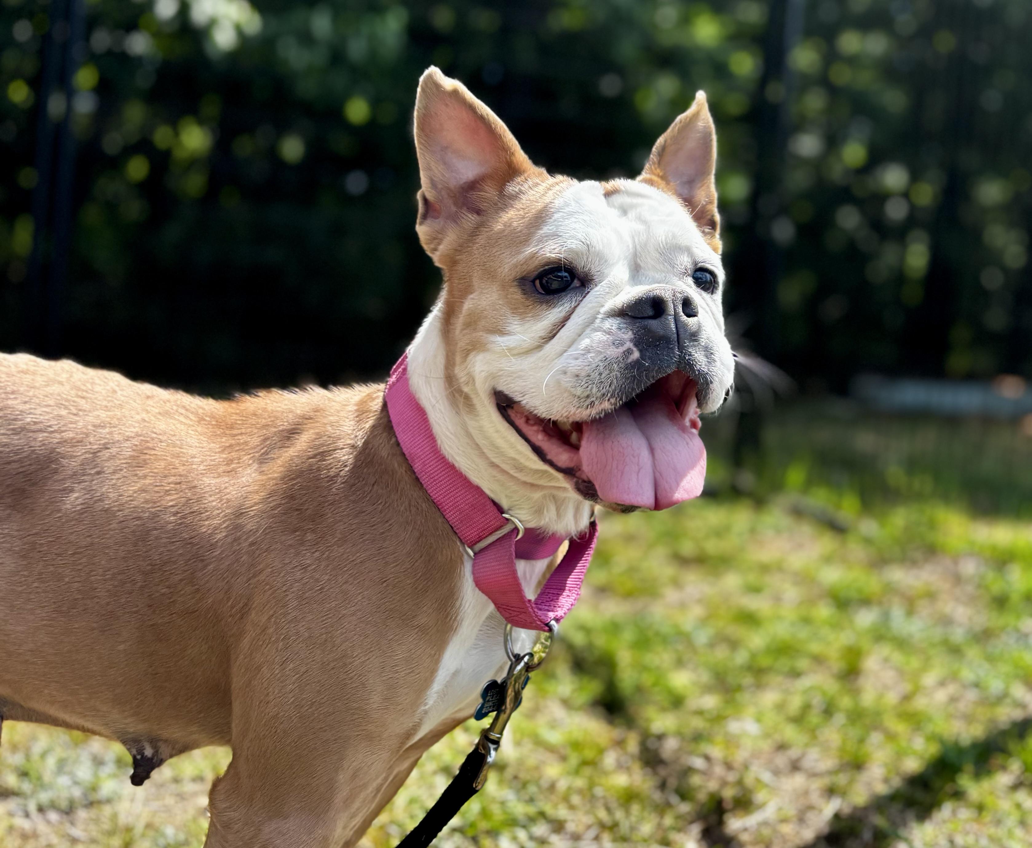 Beefaroni, a Adoptable mixed breed in Midlothian, VA image 3/6