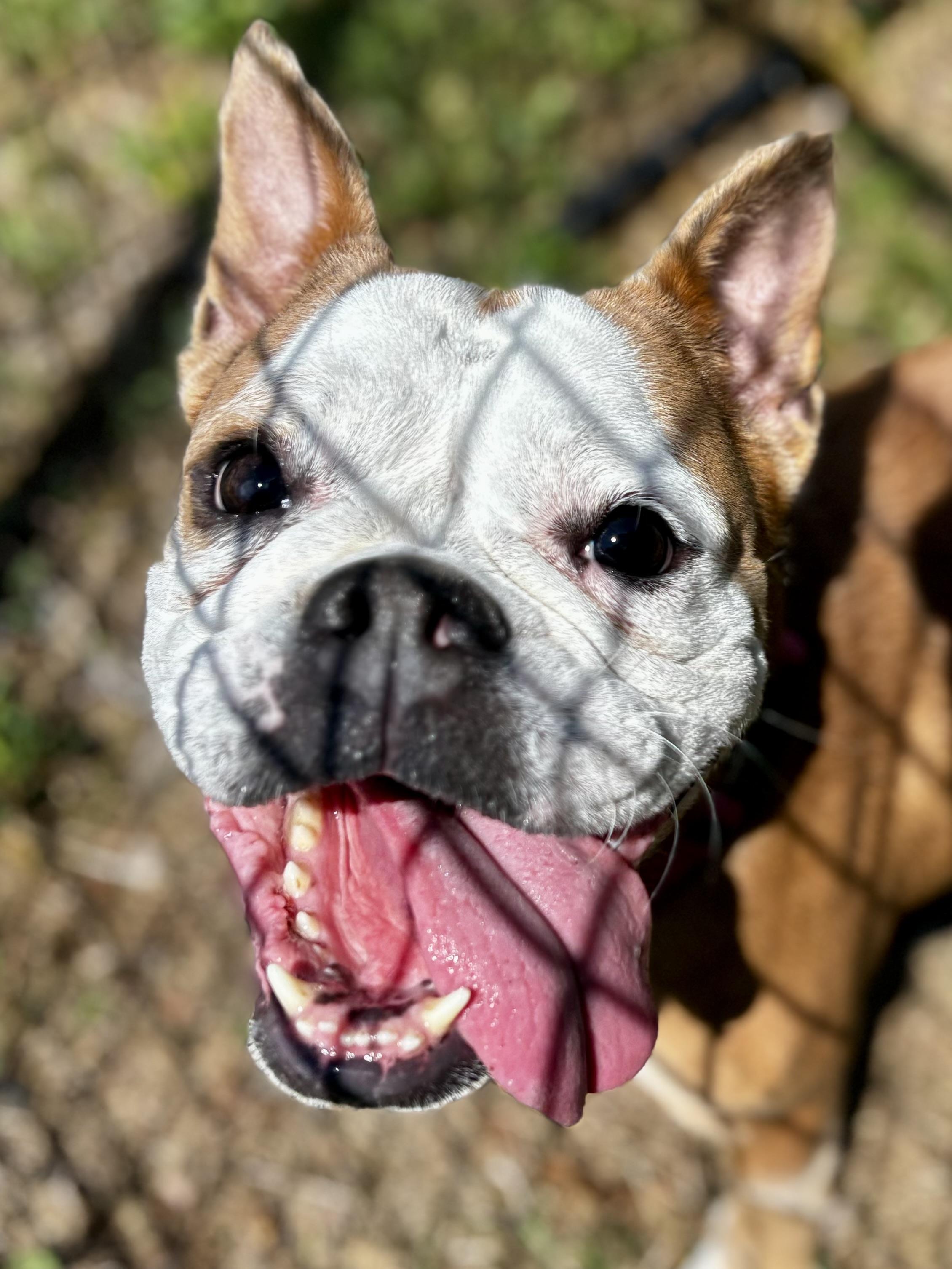 Beefaroni, Adoptable, Adult Female Bulldog.