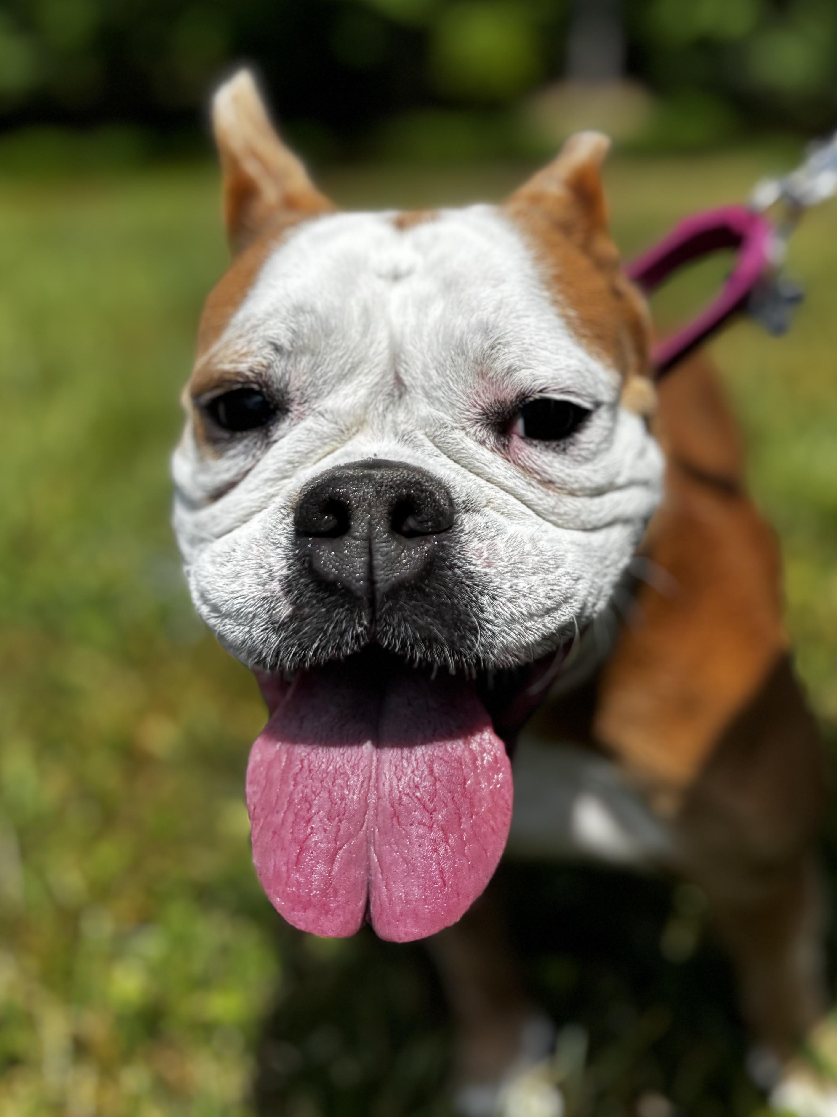 Beefaroni, a Adoptable mixed breed in Midlothian, VA image 6/6