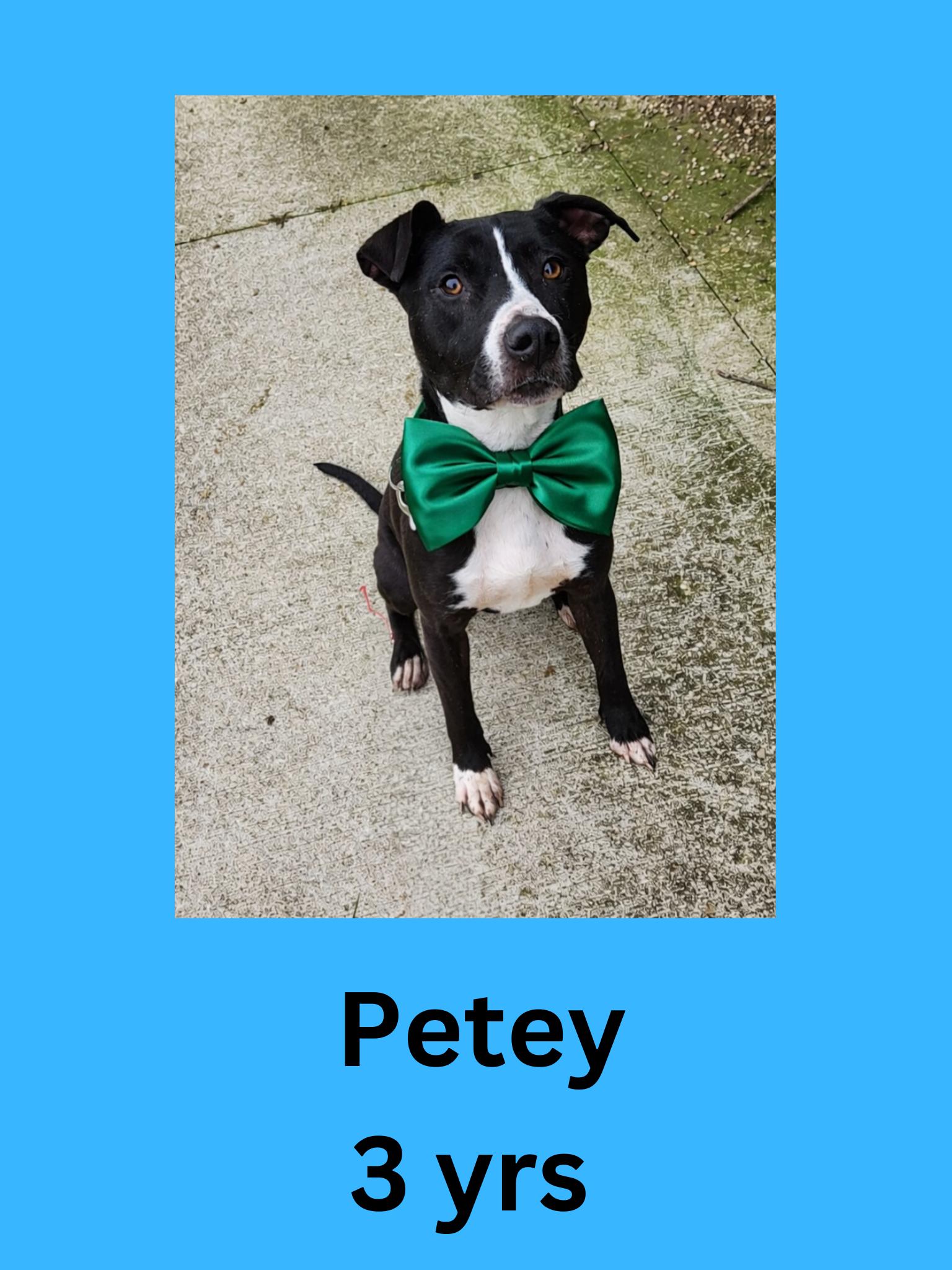 Petey, ADOPTABLE, Adult Male Mixed Breed.