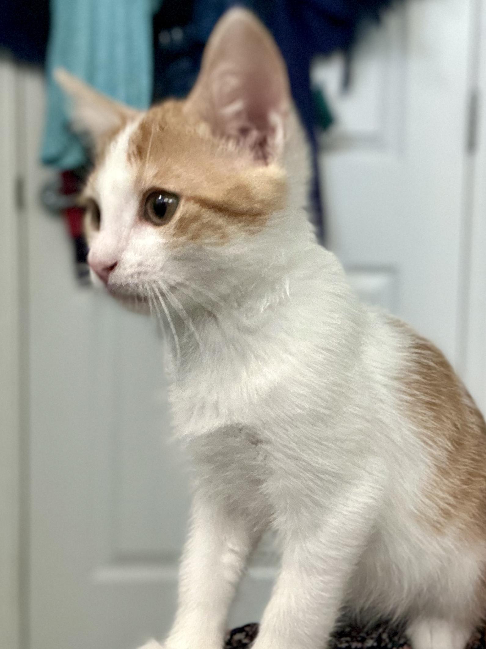 Pogo, a Adoptable Tabby in Salinas, CA image 1/5