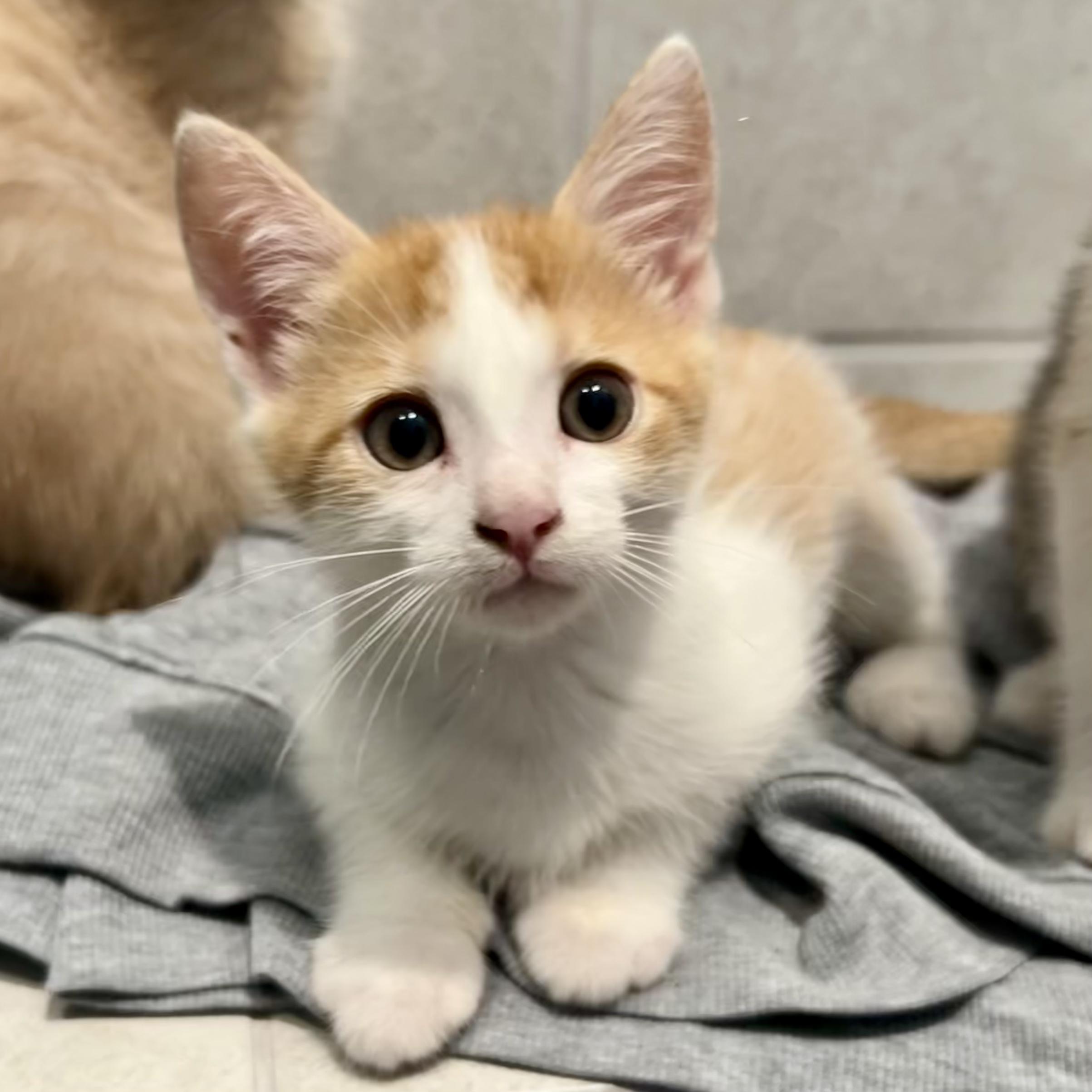 Pogo, a Adoptable Tabby in Salinas, CA image 2/5