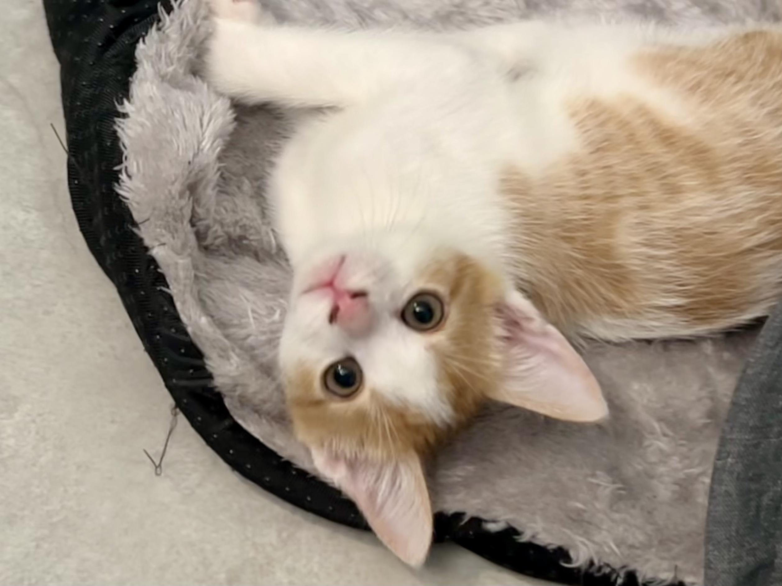 Pogo, a Adoptable Tabby in Salinas, CA image 4/5