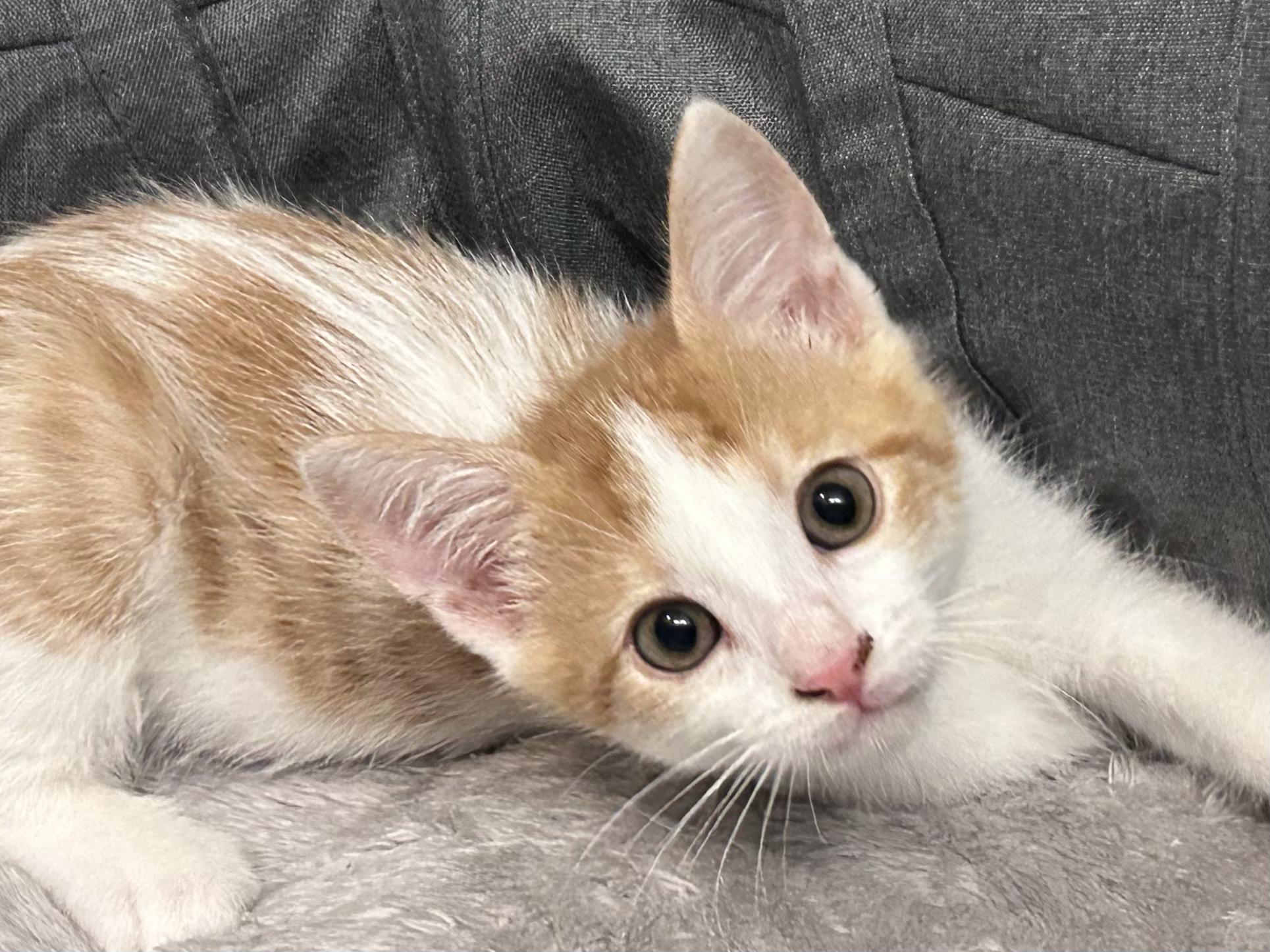 Pogo, a Adoptable Tabby in Salinas, CA image 5/5