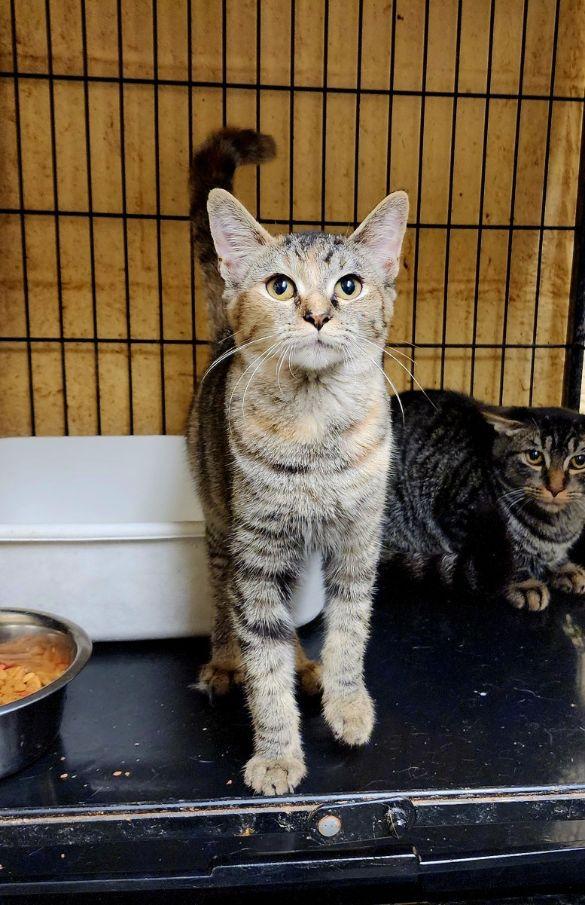 Enlarge Poppy, a Adoptable Tabby in Perth Amboy, NJ image 2/4
