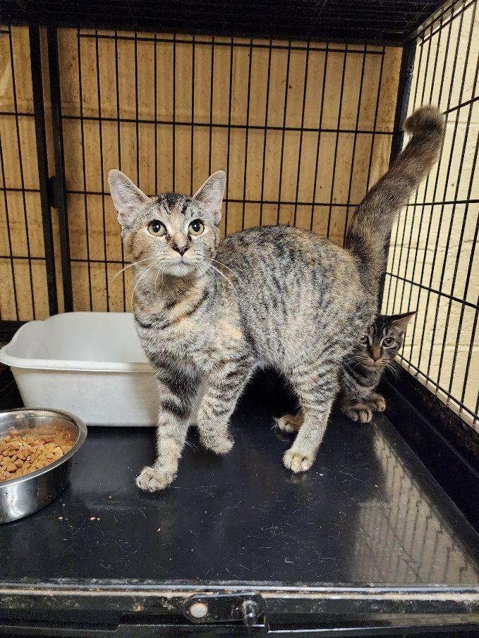 Enlarge Poppy, a Adoptable Tabby in Perth Amboy, NJ image 3/4