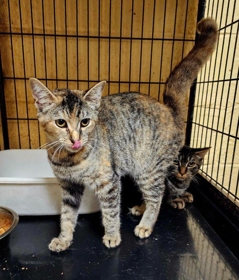 Poppy, Adoptable, Young Female Tabby.