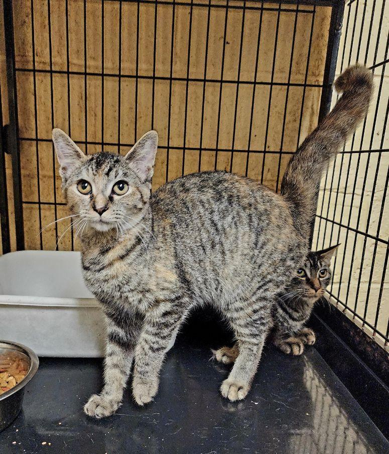 Enlarge Poppy, a Adoptable Tabby in Perth Amboy, NJ image 4/4