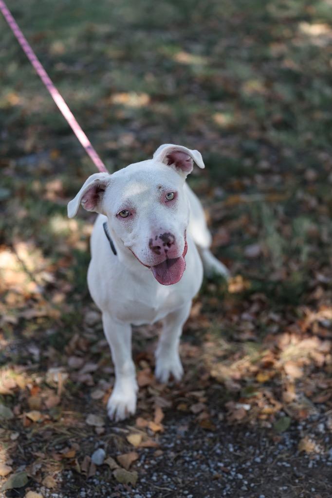 Reese, Adoptable, Puppy Female Mixed Breed & Mixed Breed.