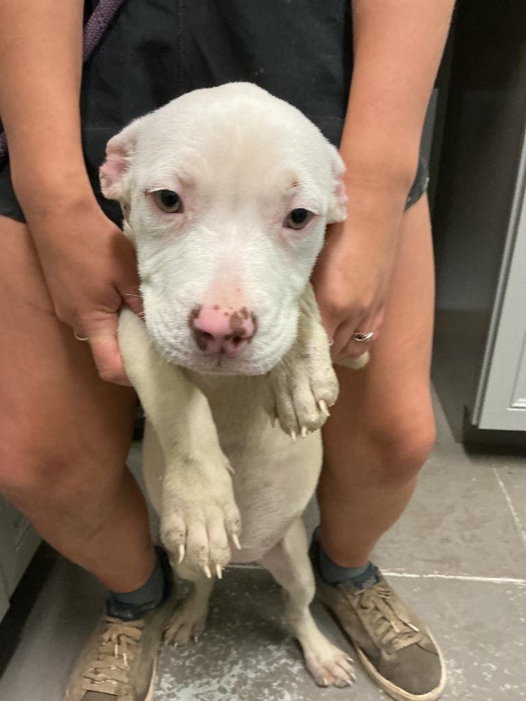 Enlarge Reese, a Adoptable mixed breed in Dyersburg, TN image 2/4