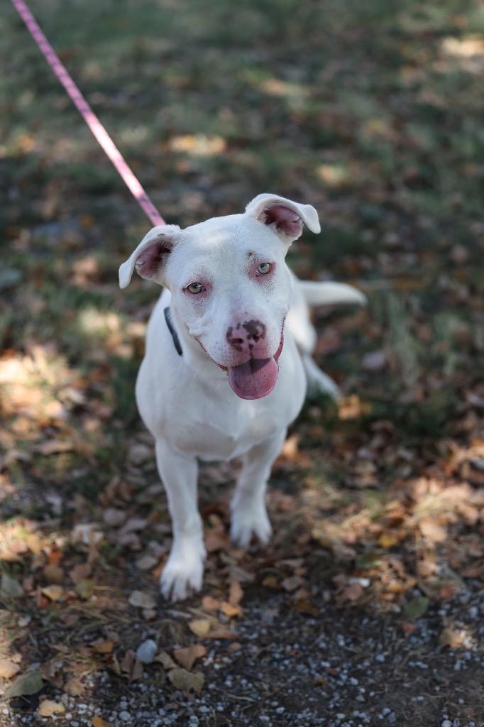 Enlarge Reese, a Adoptable mixed breed in Dyersburg, TN image 3/4