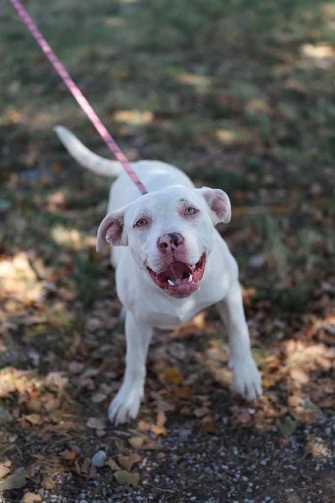 Enlarge Reese, a Adoptable mixed breed in Dyersburg, TN image 4/4