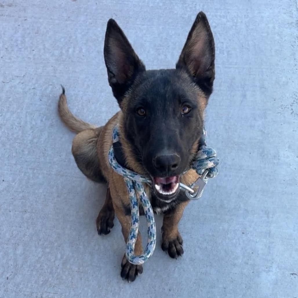Enlarge Sultan, a Adoptable Belgian Shepherd / Malinois in Las Vegas, NV image 1/2