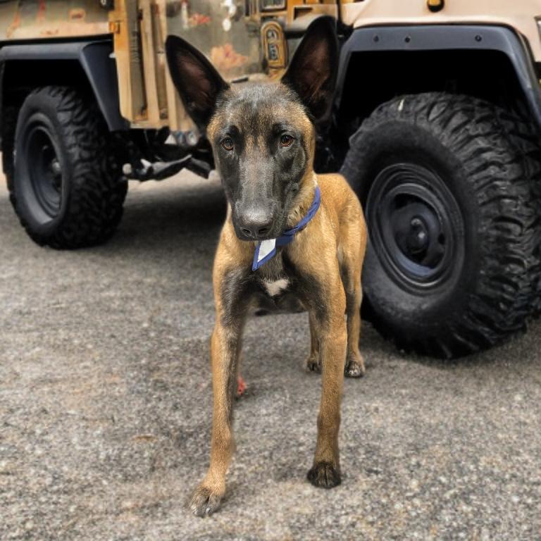 Enlarge Sultan, a Adoptable Belgian Shepherd / Malinois in Las Vegas, NV image 2/2