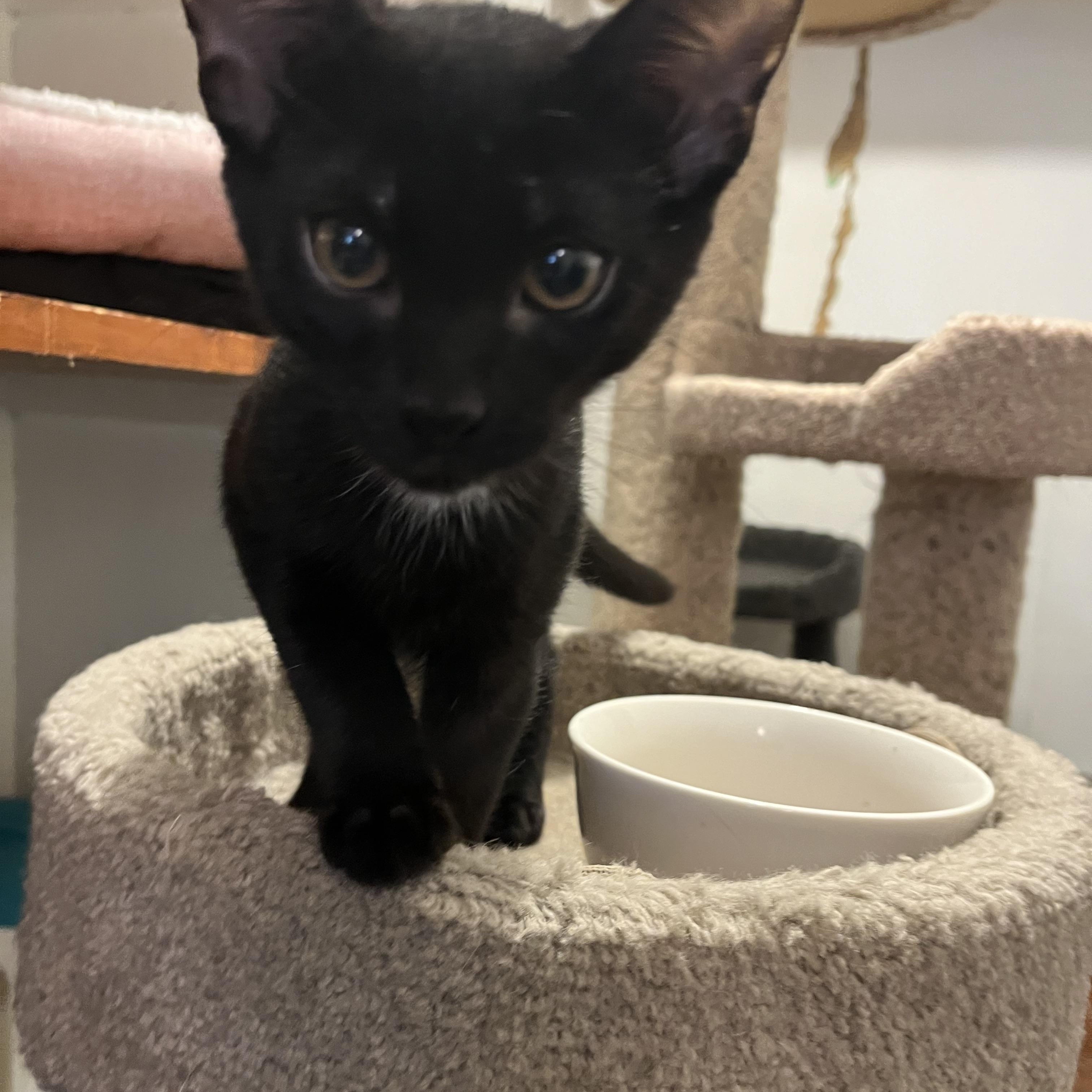 Harley, Adopted, Kitten Male Domestic Short Hair.