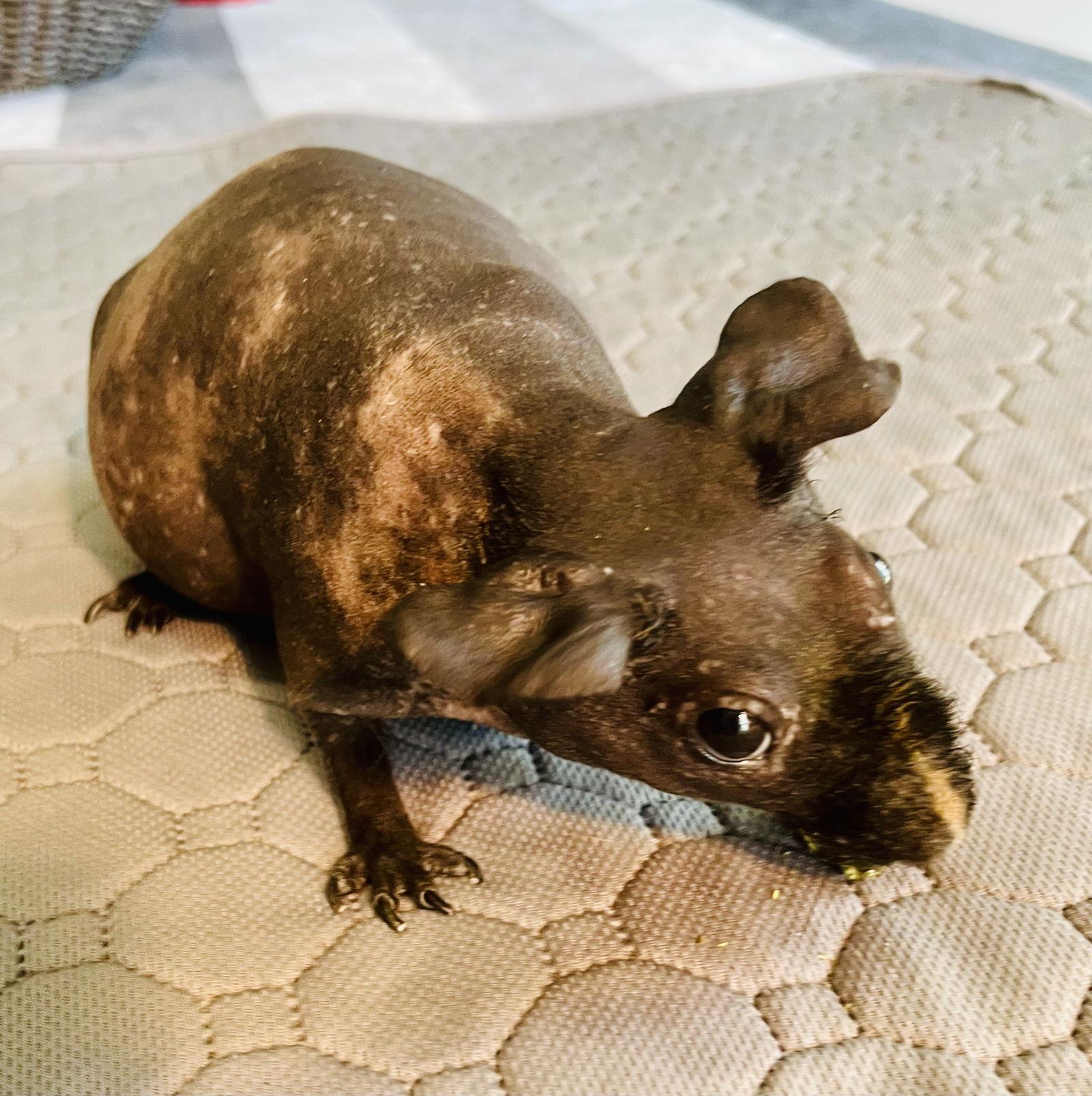 Enlarge Ida, a Adoptable Guinea Pig in Lexington, SC image 1/3