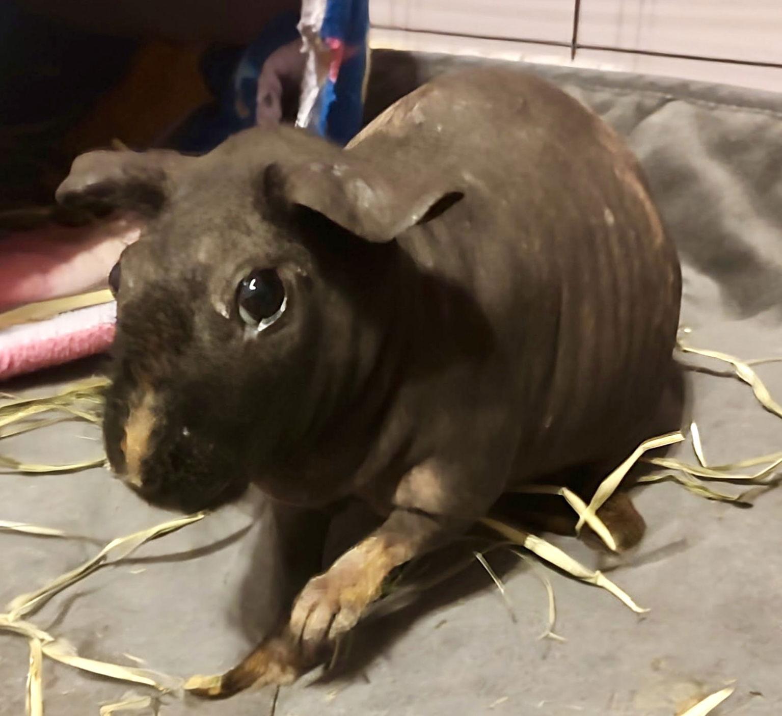 Ida, a Adoptable Guinea Pig in Lexington, SC image 1/3