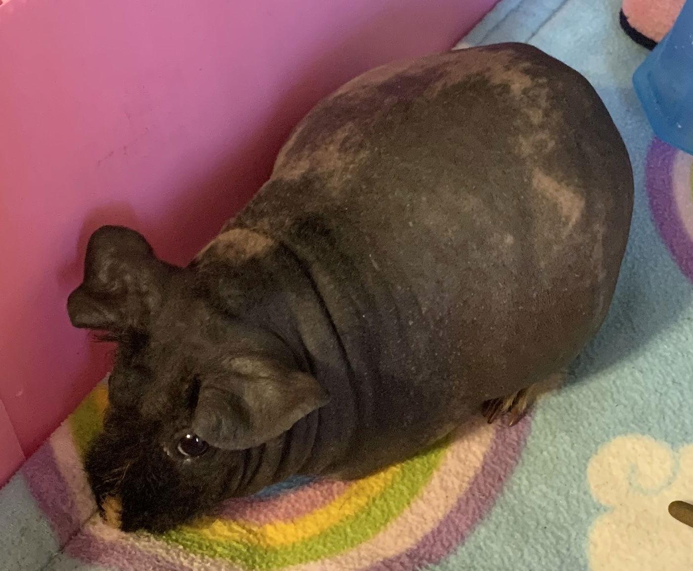 Ida, a Adoptable Guinea Pig in Lexington, SC image 2/3
