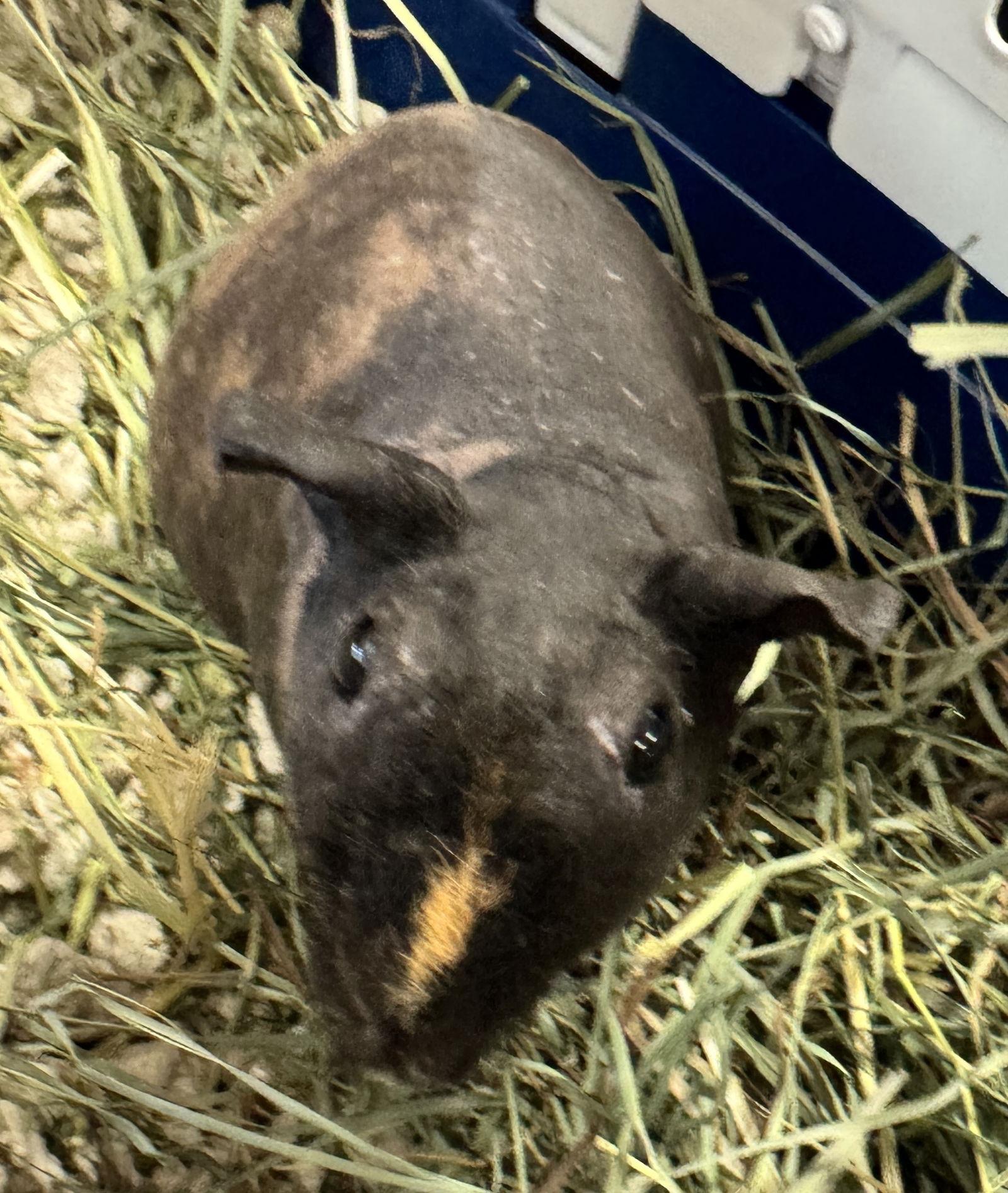 Ida, a Adoptable Guinea Pig in Lexington, SC image 3/3