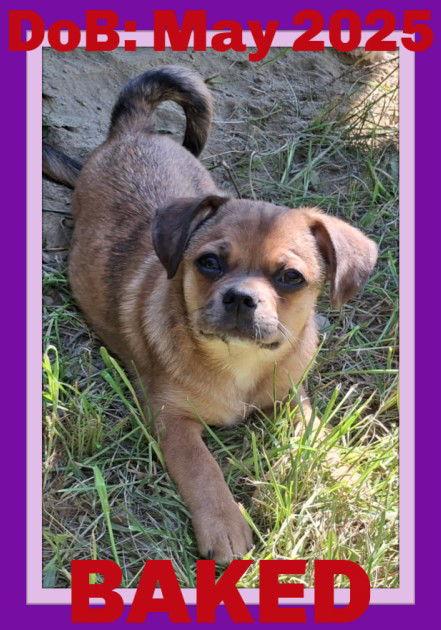 BAKED, Adopted, Puppy Female Pug.
