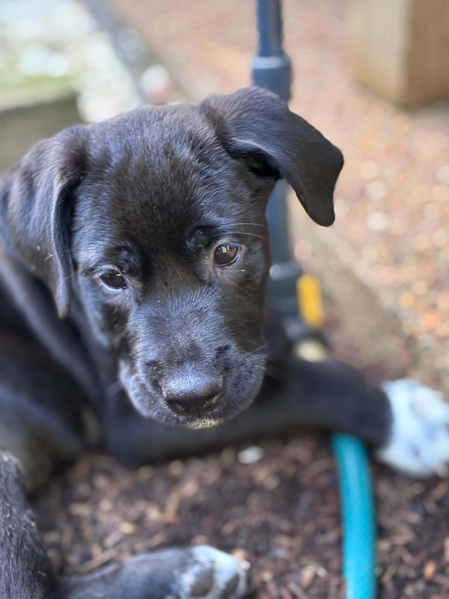 Enlarge Johhny, a ADOPTABLE Labrador Retriever in Hatfield, PA image 2/5