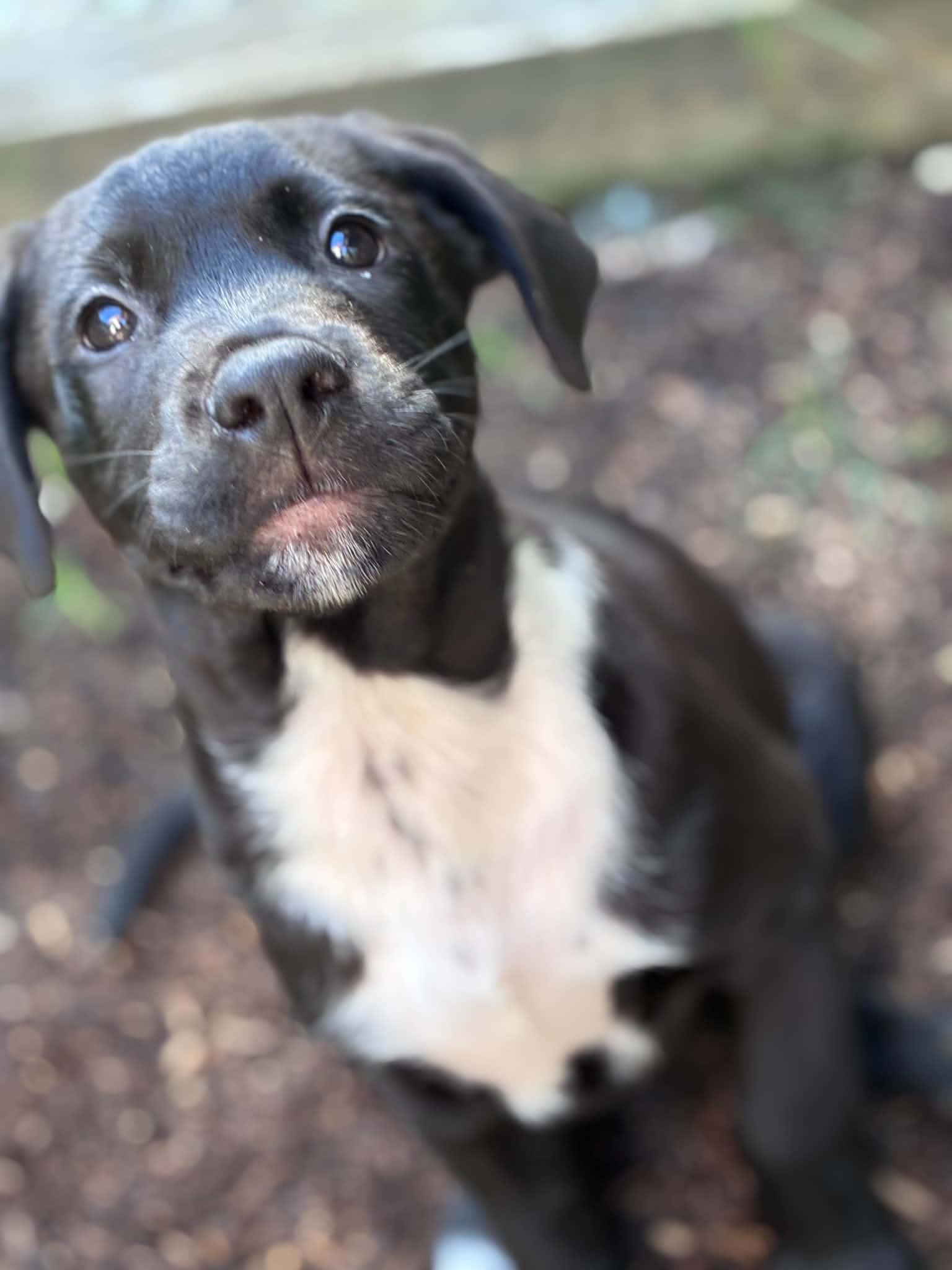 Enlarge Johhny, a ADOPTABLE Labrador Retriever in Hatfield, PA image 3/5