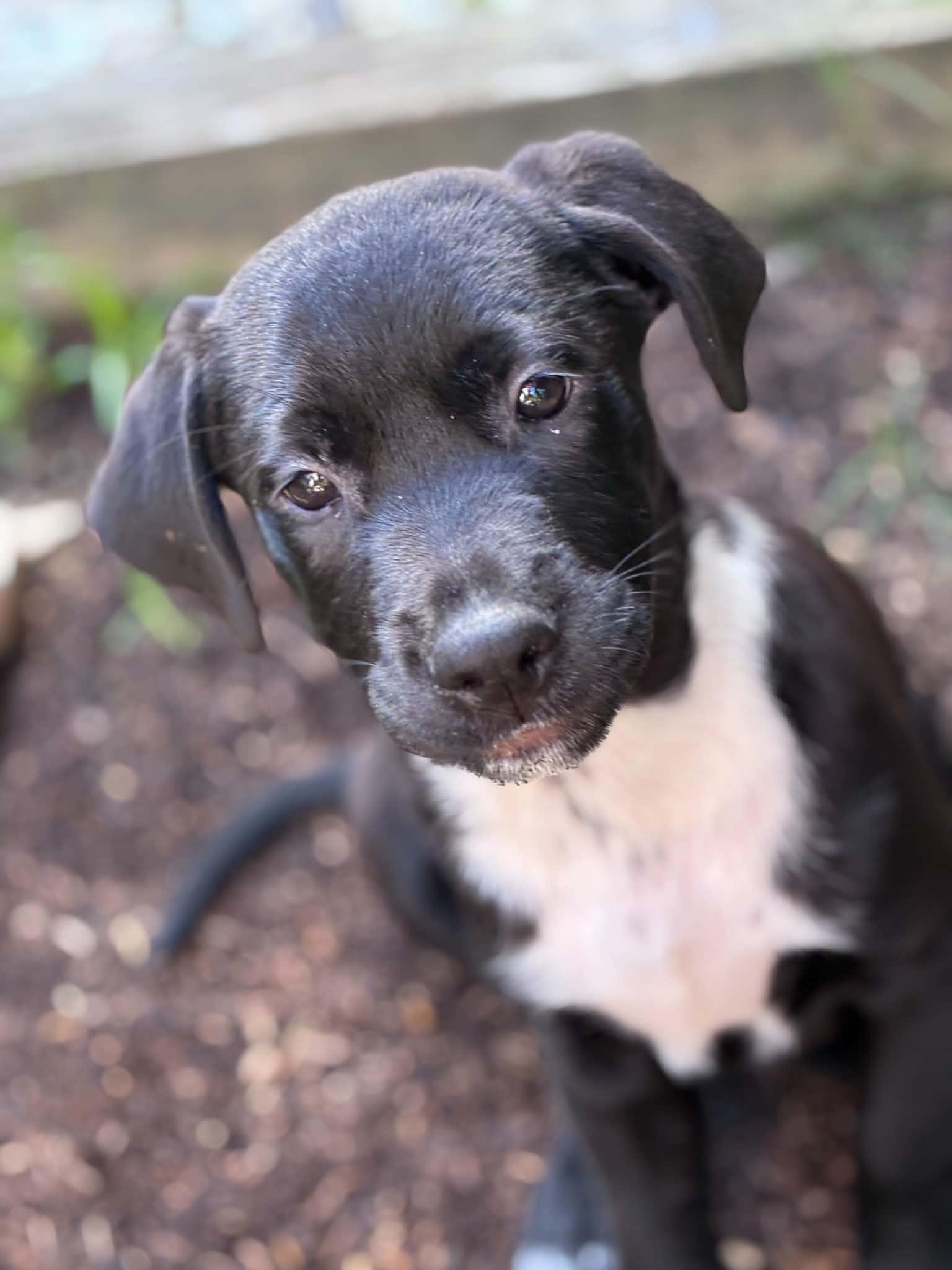 Enlarge Johhny, a ADOPTABLE Labrador Retriever in Hatfield, PA image 4/5