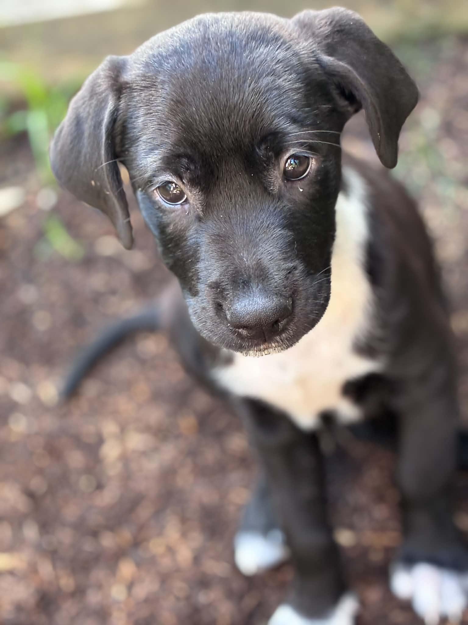 Enlarge Johhny, a ADOPTABLE Labrador Retriever in Hatfield, PA image 5/5
