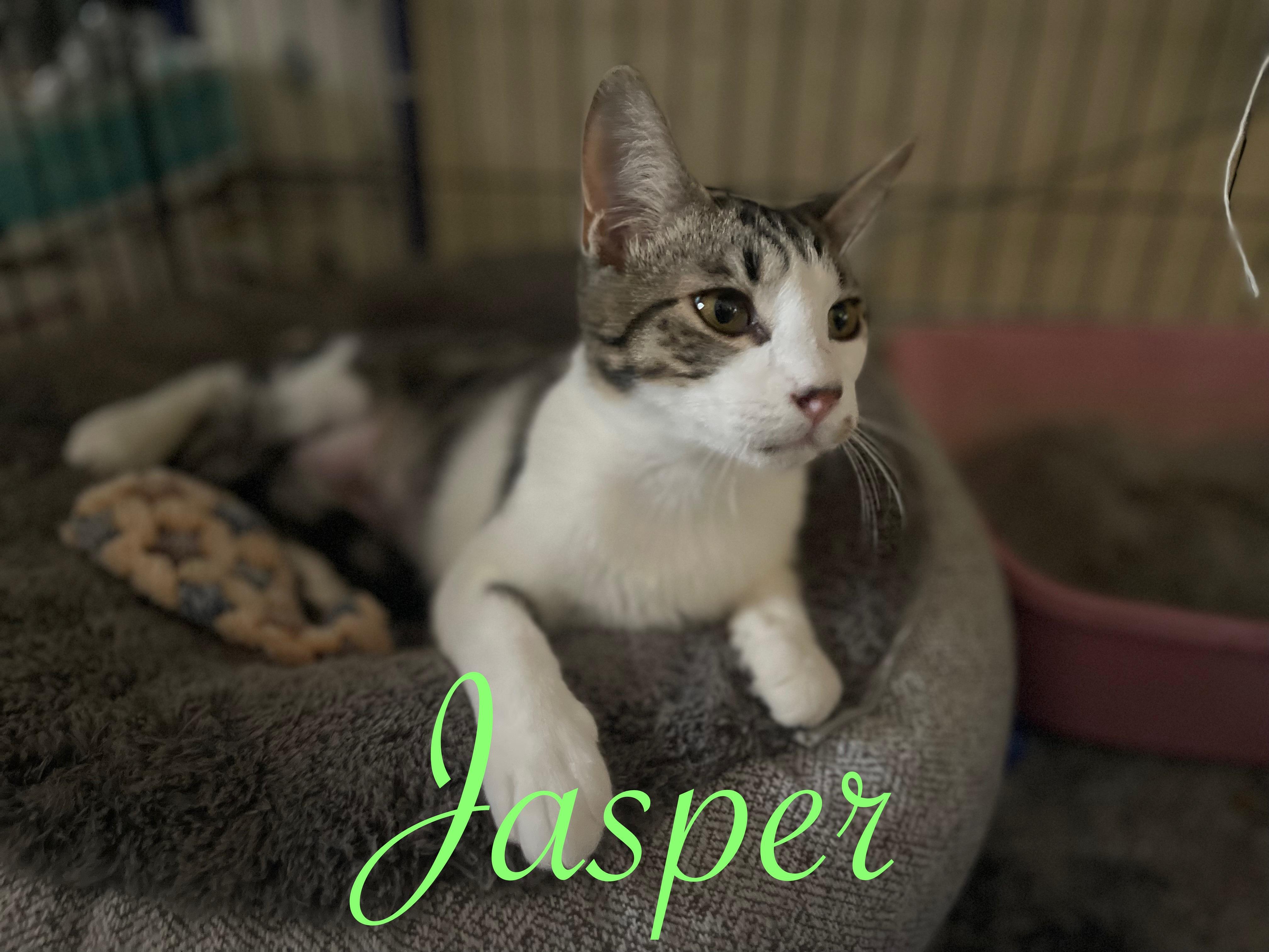 Enlarge Jasper & Cosmos (Bonded Pair), an adopted Domestic Short Hair in Brentwood, CA image 5/5