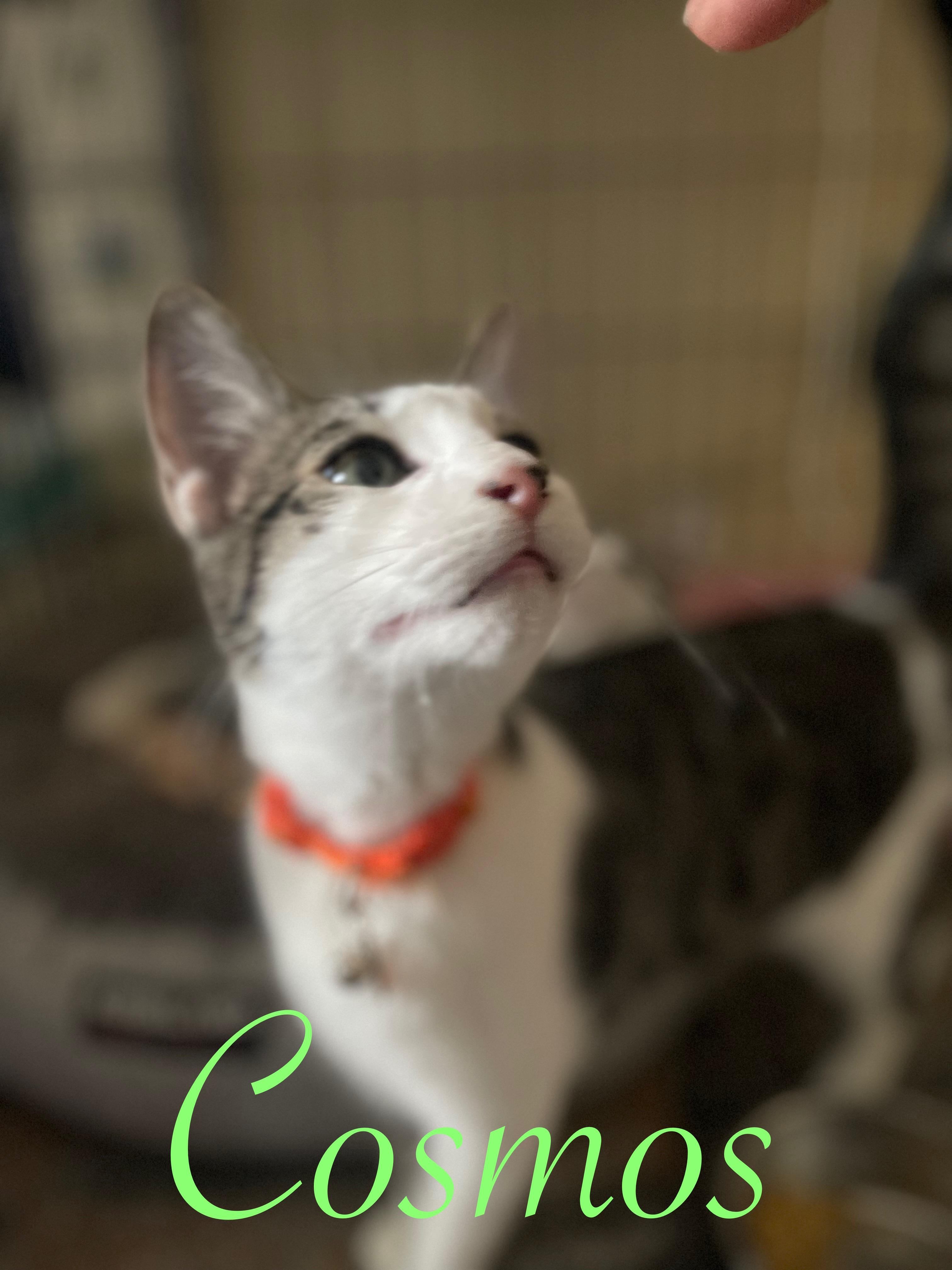 Enlarge Jasper & Cosmos (Bonded Pair), an adopted Domestic Short Hair in Brentwood, CA image 4/5