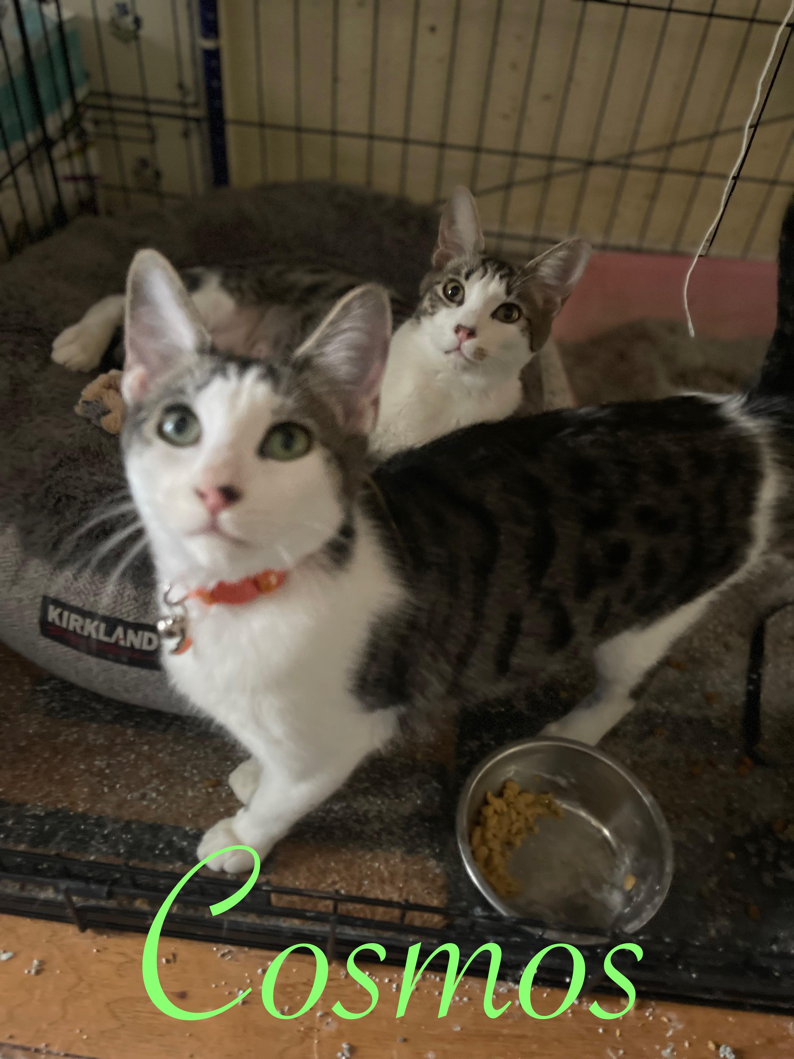 Enlarge Jasper & Cosmos (Bonded Pair), an adopted Domestic Short Hair in Brentwood, CA image 1/5