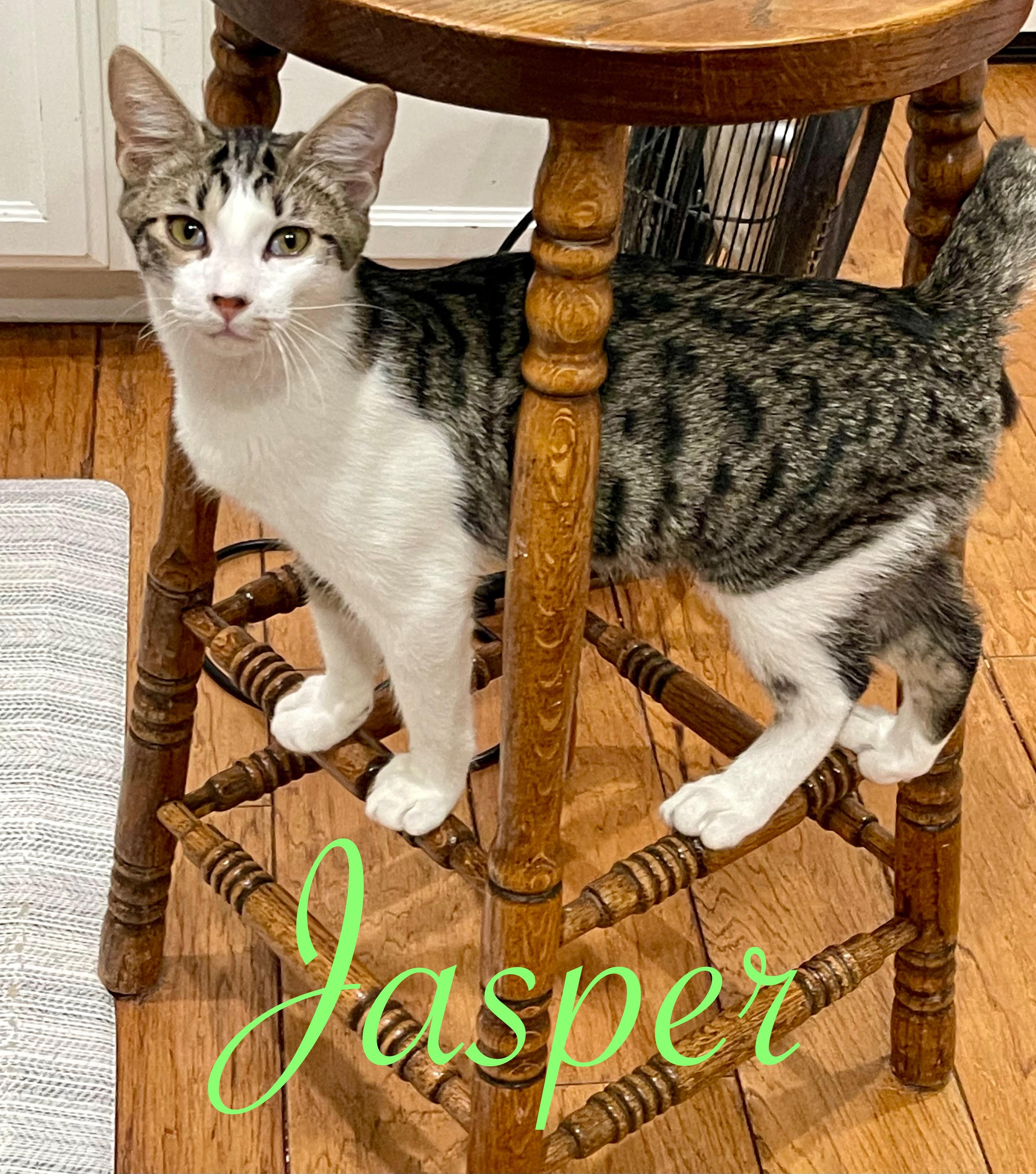 Enlarge Jasper & Cosmos (Bonded Pair), an adopted Domestic Short Hair in Brentwood, CA image 2/5