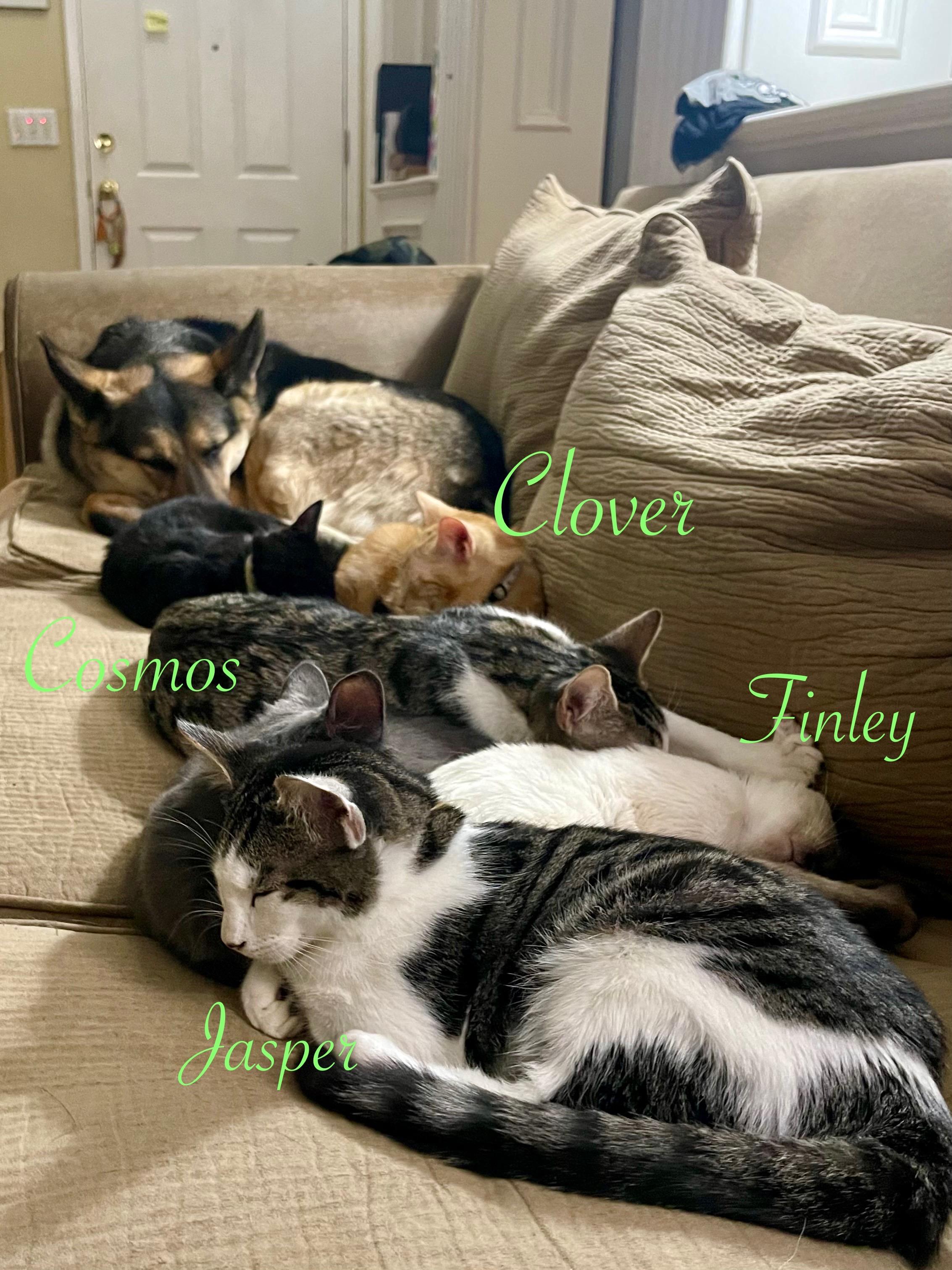 Enlarge Jasper & Cosmos (Bonded Pair), an adopted Domestic Short Hair in Brentwood, CA image 3/5