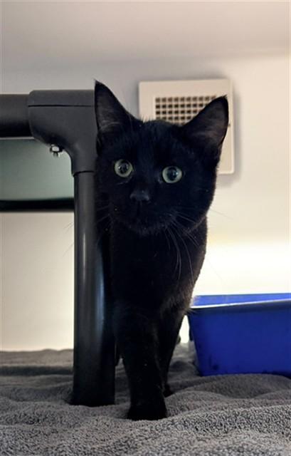 Enlarge SANTIAGO, a Adoptable Domestic Short Hair in Statesville, NC image 1/1