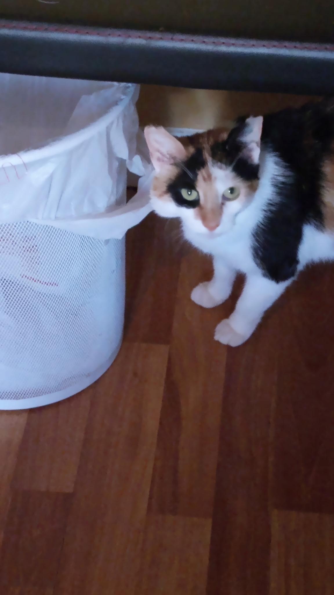 Stella thumbnail 2