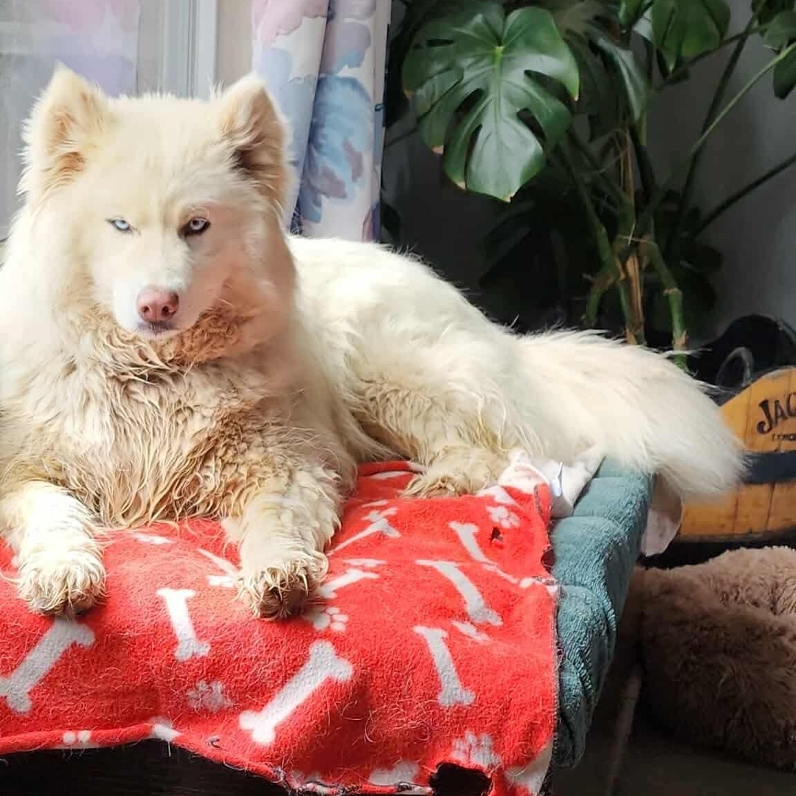 Halo, Adult Female Siberian Husky