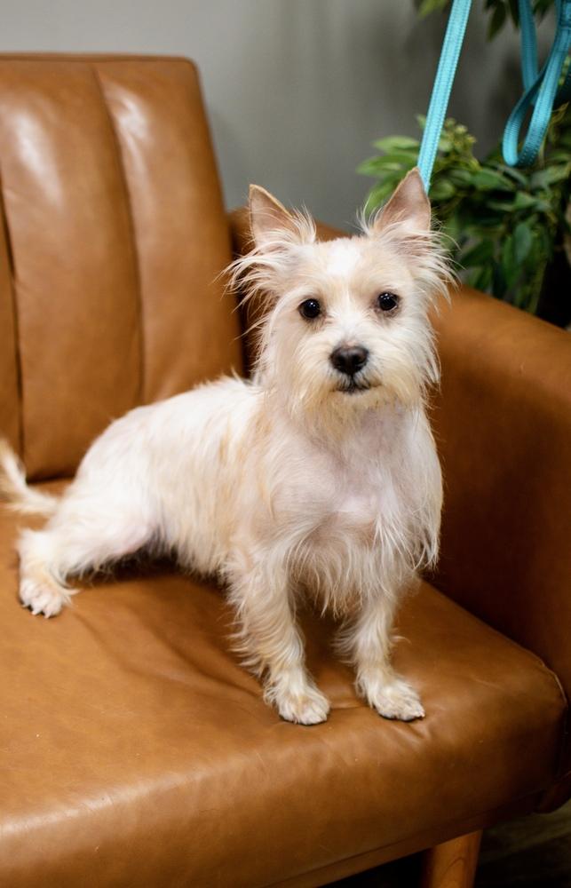 Rufus, Adoptable, Adult Male Terrier.