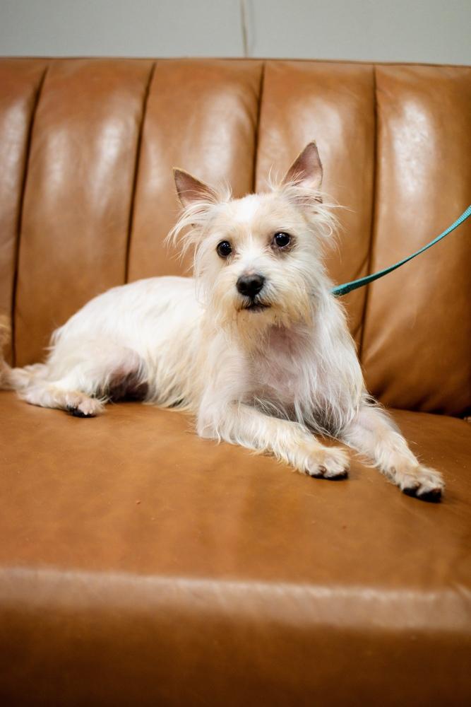 Enlarge Rufus, a Adoptable mixed breed in Frankfort, NY image 2/5