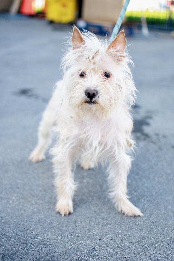 Enlarge Rufus, a Adoptable mixed breed in Frankfort, NY image 3/5