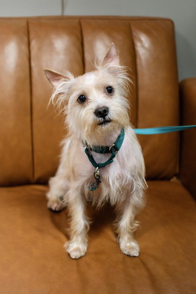 Enlarge Rufus, a Adoptable mixed breed in Frankfort, NY image 4/5