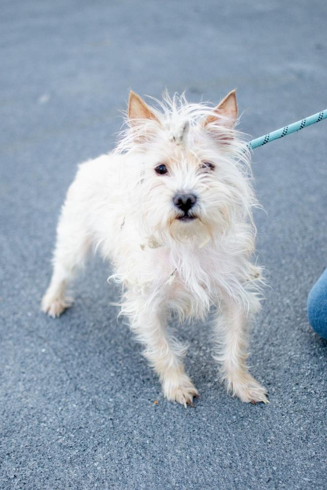 Enlarge Rufus, a Adoptable mixed breed in Frankfort, NY image 5/5