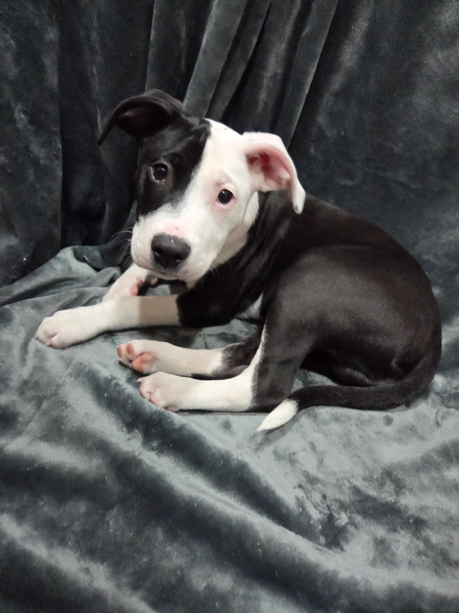 Enlarge Vance , a ADOPTABLE mixed breed in White Lake, MI image 6/6